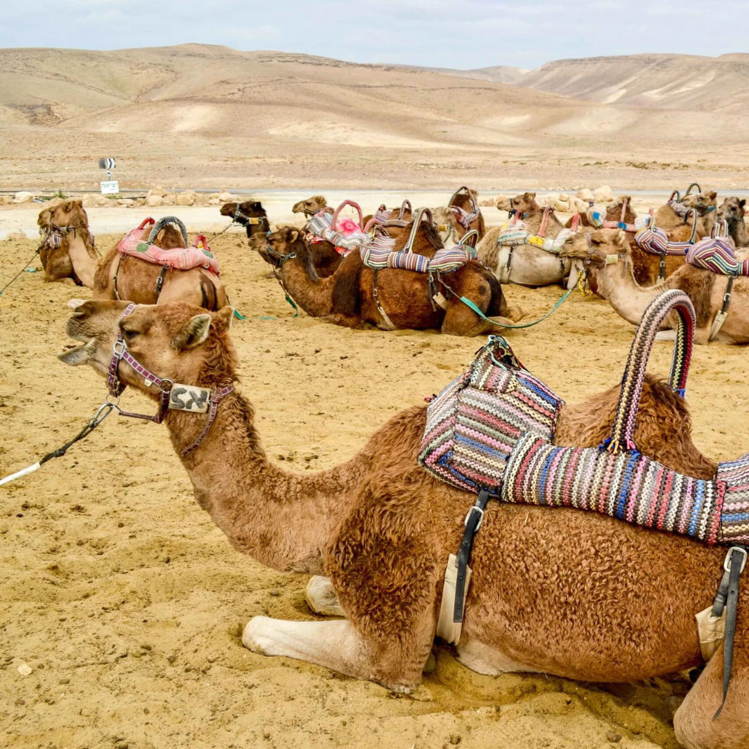 13-Day Grand Tour of Morocco